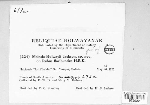 Gerwasia image